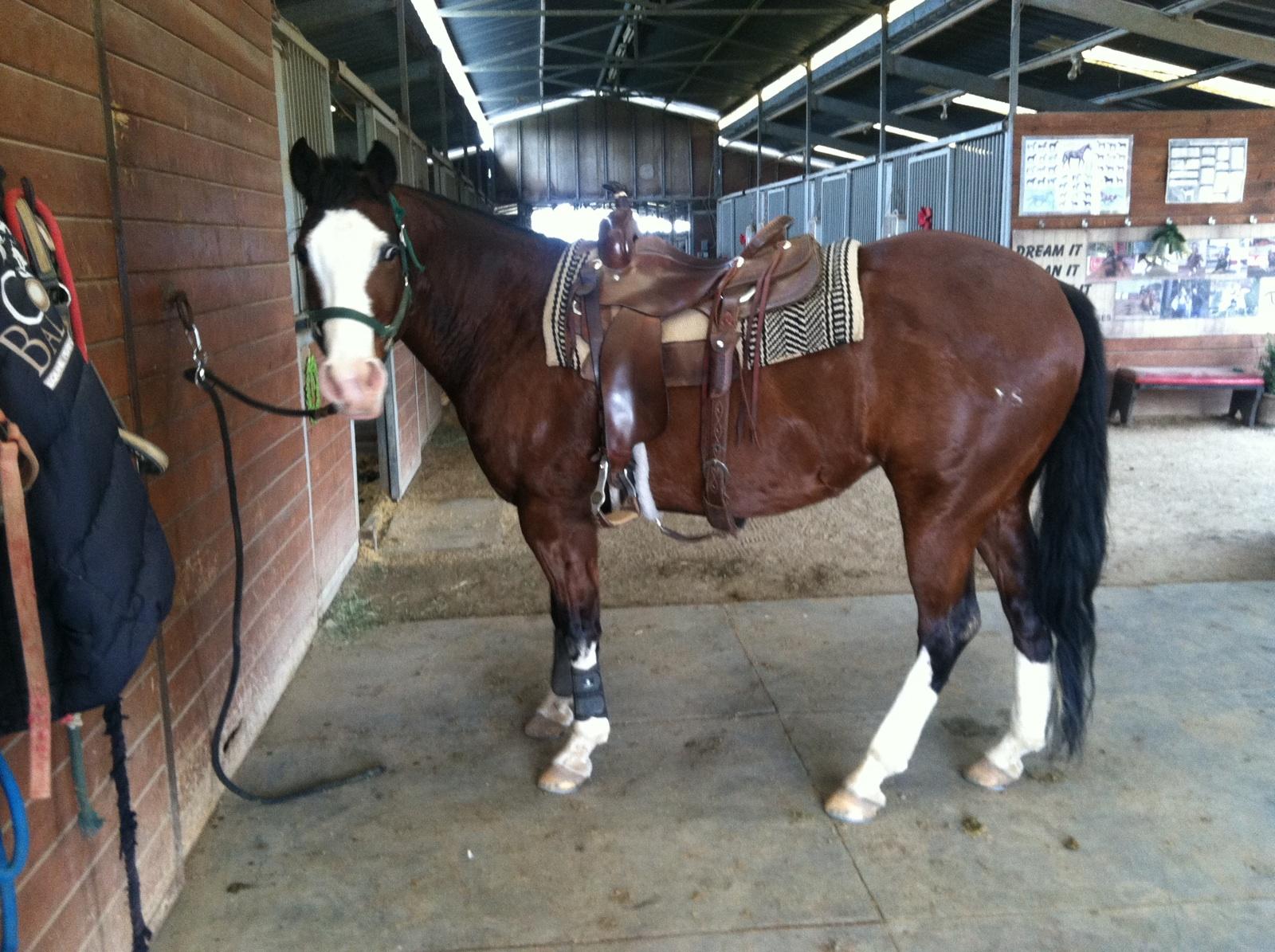Rodeo Horses for Sale Idaho Falls, ID Horse Source Inc