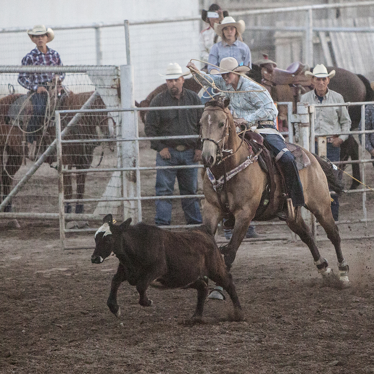 Rodeo Horses for Sale Idaho Falls, ID Horse Source Inc