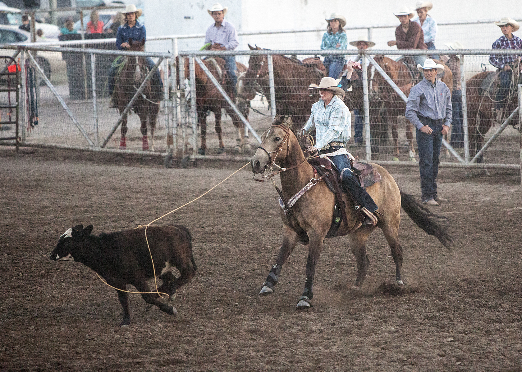 Rodeo Horses for Sale Idaho Falls, ID Horse Source Inc