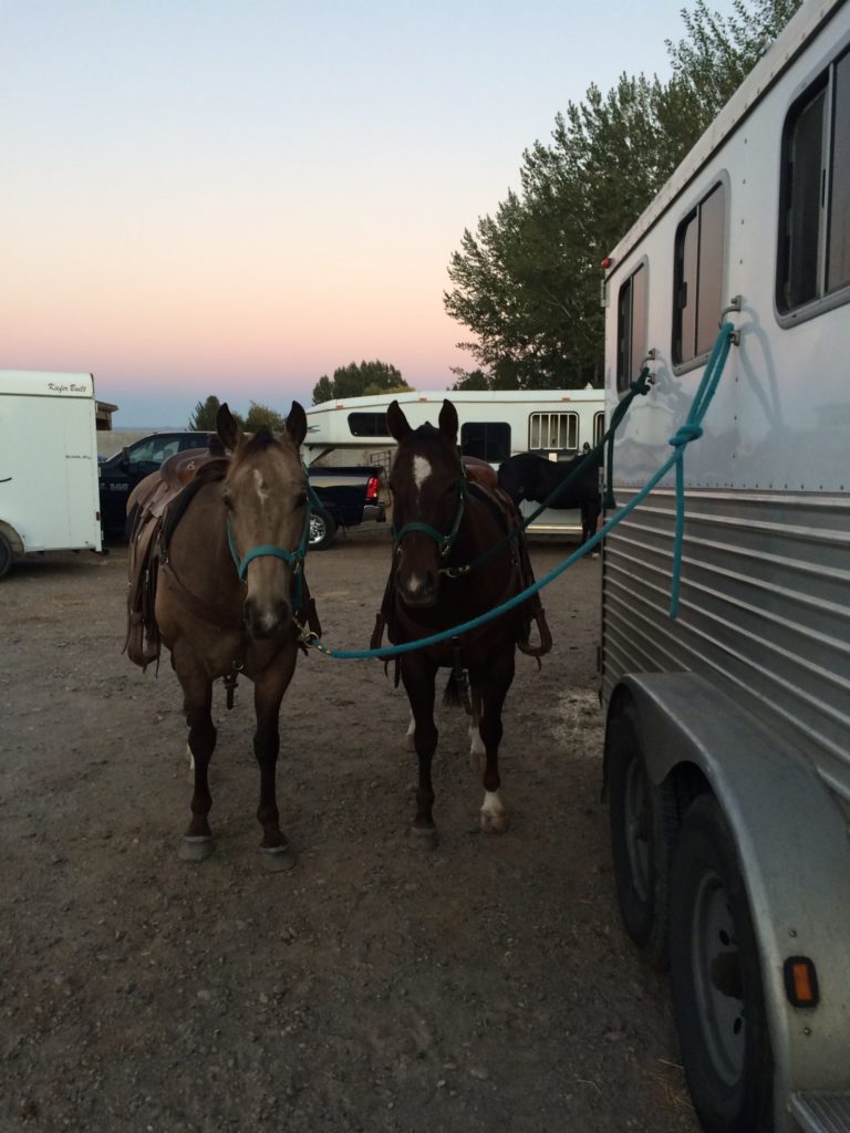 roping horses